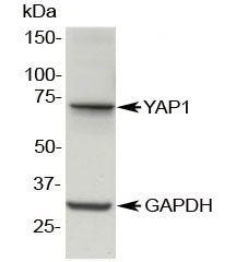 YAP1 Antibody