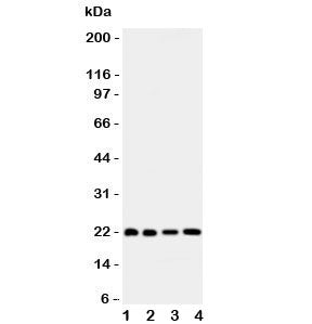Bid Antibody