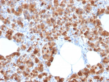 IHC staining of FFPE human pancreas with Carboxypeptidase A1 antibody (clone CPA1/2713). HIER: boil