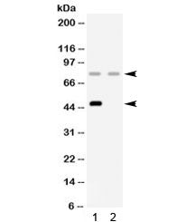 Western blot testing of 1) rat liver and 2) human HeLa lysate with Factor I antibody. Expected molec