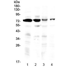 Western blot testing of 1) rat brain, 2) mouse brain, 3) human HeLa and 4) human U-2 OS lysate with
