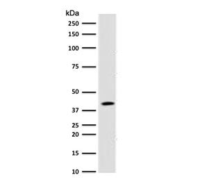 BMI1 Antibody