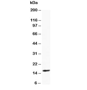 Myoglobin Antibody
