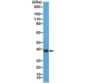 ANXA1 Antibody / Annexin A1