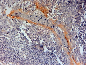 NLRP3 Antibody