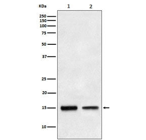 TGF alpha Antibody