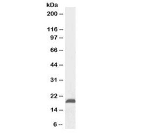 Western blot testing of mouse fetal brain lysate with Nsg2 antibody at 0.1ug/ml. Predicted molecular