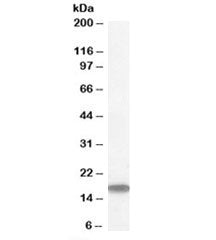 STMN1 Antibody