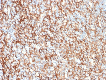 CD73 Antibody