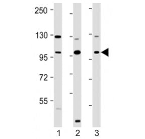 VAV2 Antibody (N-Terminal Region)