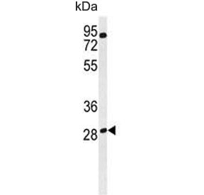 RRAGD Antibody