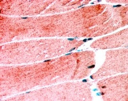 MURF1 Antibody