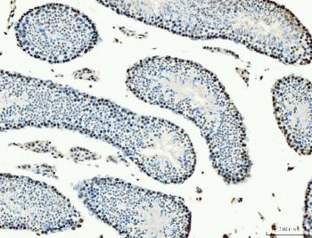 MCM6 Antibody