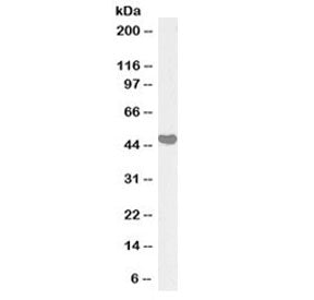 AIBZIP Antibody (Biotin Conjugate)