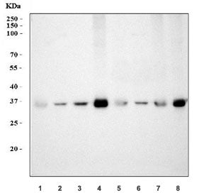 Western blot testing of 1) rat heart, 2) rat brain, 3) rat lung, 4) mouse heart, 5) mouse brain, 6)
