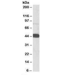 Pleckstrin Antibody