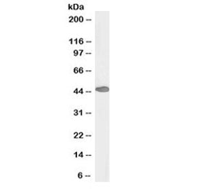 PAX3 Antibody (Biotin Conjugate)