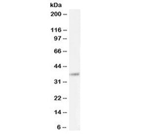 BHLHE22 Antibody