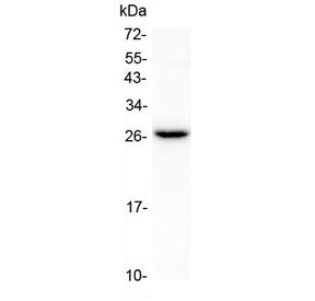 Flt3 ligand Antibody