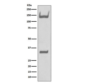 TrkA/TrkB/TrkC Antibody