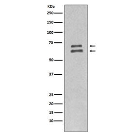 Lamin A/C Antibody