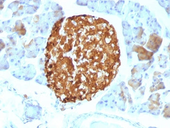 IHC staining of FFPE mouse pancreas tissue with Chromogranin A antibody (clone LK2H10). HIER: boil t