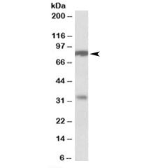 CLCA1 Antibody
