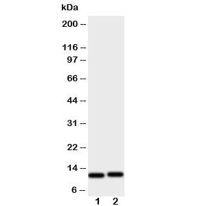 GRO alpha Antibody