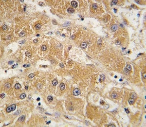 APOA5 Antibody