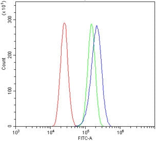 ATG7 Antibody / APG7