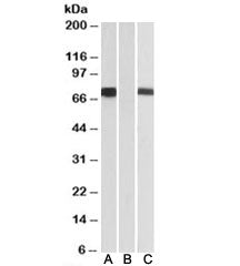 FOXC1 Antibody