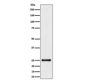 HMGB3 Antibody / HMG4