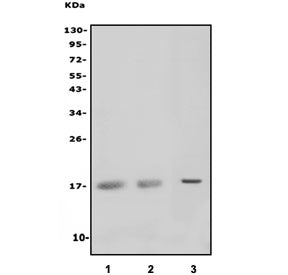 MAL Antibody / Myelin and lymphocyte protein