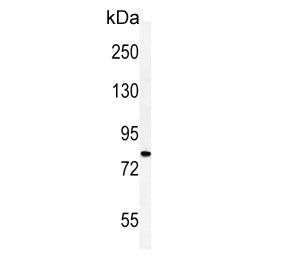 CDH20 Antibody / Cadherin 20