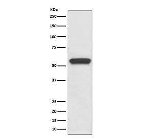 Aromatase Antibody / CYP19A1
