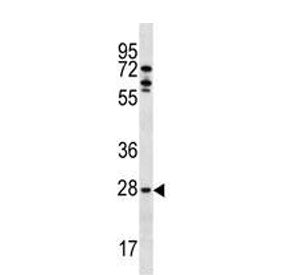 MLF1 Antibody