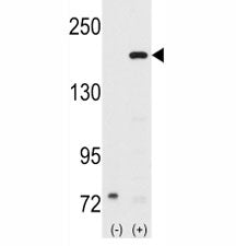 SRC-1 Antibody