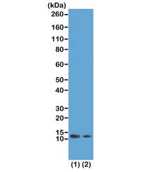 H4K12ac Antibody / Acetyl Histone H4 Lysine 12