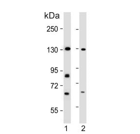 Rubicon Antibody / RUBCN / BARON
