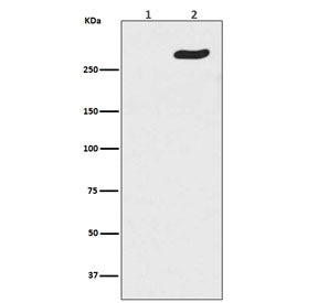 POLR2A Antibody / RNA polymerase II subunit RPB1 / Phosphorylated Serine 5