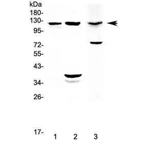 MUC1 Antibody / Mucin-1