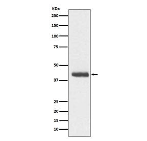 Doublecortin Antibody / DBCN / DCX