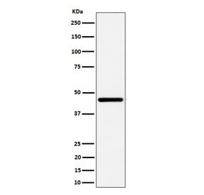 Western blot testing of human HepG2 cell lysate with GNA13 antibody. Predicted molecular weight ~33