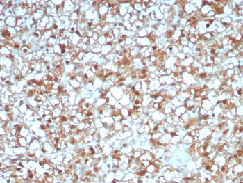 ALDH1L1 Antibody