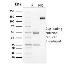 Cyclin B2 Antibody / CCNB2