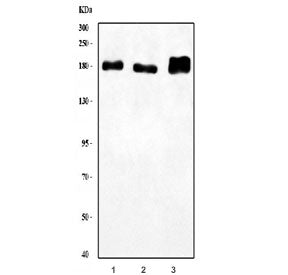 LARG Antibody / ARHGEF12
