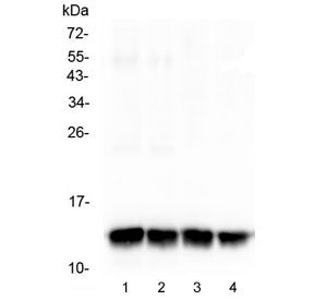 FABP3 Antibody (cardiac)
