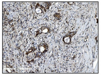 VAMP4 Antibody