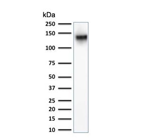 CD43 Antibody