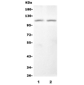 Western blot testing of monkey 1) heart and 2) skeletal muscle with Monkey NOD1 antibody. Predicted